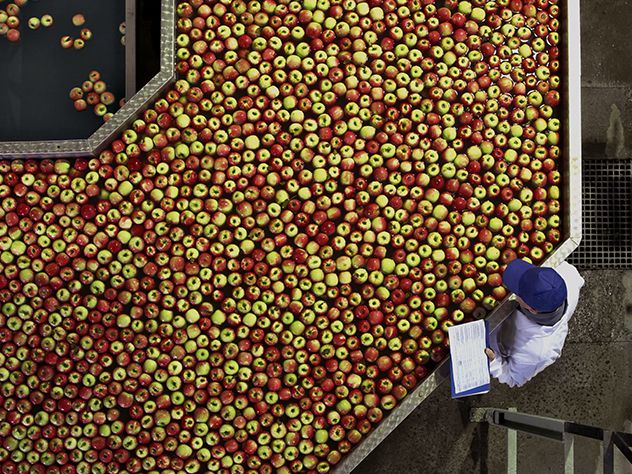 Prevoz jabolk v »hladni verigi«